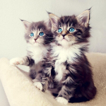 DIY Cat 5D Teemantmaal Ristpistega T&auml;is&uuml;mmargune puur Rhinestone'i Teemanttikandid Mosaiik Kodukaunistus Seinakunst Full Round 20x20CM