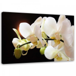 L&otilde;uenditr&uuml;kk White Orchid Flower Nature 60x40 valge/must