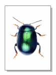 HD-prinditud putukamardikate t&otilde;ugude kollektsiooni plakatid ja l&otilde;uendipildid, retrov&auml;rvi seinakunst elutoa kodukaunistuseks Cuadros 30x40cm No Frame