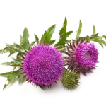 150 metsiku ohaka seemet (Cirsium arvense) - reprodutseeritav t&ouml;&ouml;tlemata