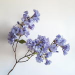 15 sinist flamboyant seemet (Jacaranda mimosifolia) - Poolmetsik permakultuur