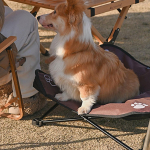 ShineTrip k&otilde;rgendatud koera-kassi voodi k&auml;mping Kokkupandav lemmikloomavoodi alumiiniumsulamist koos kandekotiga siseruumides kasutamiseks kohv