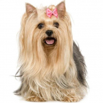 5D DIY teemantmaal Yorkshire'i terjer t&auml;isring puur Pilt rhinestones teemanttikandist 30x30CM oranž