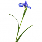 1 kimp v&otilde;ltslillede kulumiskindel, n&auml;rbumisvastane, deformatsioonivastane Suurep&auml;rane dekoratiivne kaunis kunstlilled Kodukaunistus sinine