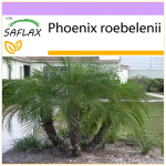 SAFLAX - Pigmy Date Palm - 25 seemet - Phoenix roebelenii