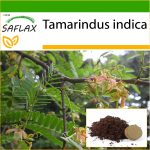 SAFLAX - Tamarind - 4 seemet - Potisubstraadiga paremaks kasvatamiseks - Tamarindus indica