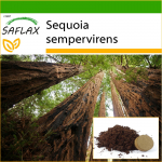 SAFLAX - Rannikusekvoia - 50 seemet - Potisubstraadiga paremaks kasvatamiseks - Sequoia sempervirens