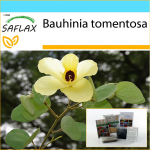 SAFLAX &ndash; kinkekomplekt &ndash; Kollane orhideepuu &ndash; 30 seemet &ndash; Koos kinkekarbi, kaardi, etiketi ja potisubstraadiga &ndash; Bauhinia tomentosa