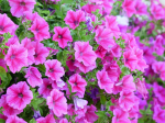 500 Dwarf Pink Petunia Seeds - r&otilde;duaia lilled - paljundatavad taluniku seemned - SemiSauvage