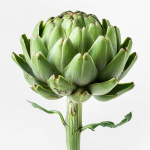 25 Graines d'Artichaut