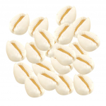 20pcs electroplated natural shell conch beads for jewelry making Silver valge