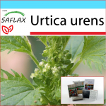 SAFLAX - Kingikomplekt - Koeran&otilde;ges - 150 seemet - Koos kinkekarbi, kaardi, etiketi ja potisubstraadiga - Urtica urens