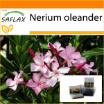 SAFLAX - Aed kotis - Oleander - 50 seemet - Substraadiga sobivas p&uuml;stijas kotis - Nerium oleander