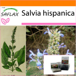 SAFLAX - Aed kotis - Mehhiko Chia - 500 seemet - Substraadiga sobivas p&uuml;stises kotis - Salvia hispanica