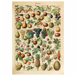 K&ouml;&ouml;giviljad, puuviljad, seened, loomad, retroplakat Botaaniline pilt, teadusprindid l&otilde;uendile. Kodubaar Kohviku sisekujundus Kunst seinamaaling 50x75cm