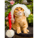 5D Teemantmaaling Loomade Kasside Teemanttikandid J&otilde;ulud Kassi Ristpistes Rhinestone Pilt Mosaiik Komplekt J&otilde;ulu kodukaunistus Full Round 20x30CM