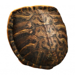 Kantav Kilpkonnakarbi Nukk-Padi 40 tolli Pehme Pl&uuml;&uuml;s Kaasaskantav Uinakupadi Mugav Kilpkonna Kost&uuml;&uuml;mipadi Tortoise