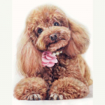 K&auml;sit&ouml;&ouml; Kaisukoer 5D Teemantmaal Ristpistes Loom Teemanttikandid Mosaiik Kristall Euroopa Kodukaunistus 20X30CM