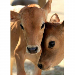 Uus 5D DIY Teemantmaaling Hobune Tiiger Teemanttikandid Loomade Ristpistes T&auml;is&uuml;mmargune puur Kodukaunistus K&auml;sit&ouml;&ouml; Kunst Kingitus Full Round 15x20CM