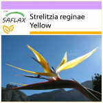 SAFLAX &ndash; kollane Strelitzia Mandela kuld &ndash; 4 seemet &ndash; Strelitzia reginae kollane