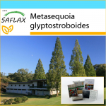 SAFLAX &ndash; kinkekomplekt &ndash; Dawn Redwood &ndash; 60 seemet &ndash; Koos kinkekarbi, kaardi, etiketi ja potisubstraadiga &ndash; Metasequoia glyptostroboides