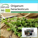 SAFLAX &ndash; Kingikomplekt &ndash; Orgaaniline &ndash; Oregano &ndash; 1500 seemet &ndash; Koos kinkekarbi, kaardi, etiketi ja potisubstraadiga &ndash; Origanum heracleoticum