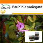 SAFLAX - Aed kotis - Kaameli jalapuu - 8 seemet - Substraadiga sobivas p&uuml;stijas kotis - Bauhinia variegata
