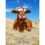 5D teemantmaaling t&auml;isring puur Lehma ristpistes kivist mosaiik Loomade teemanttikandid mosaiik kodukaunistus Full Round 20x30CM