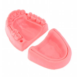 2 tk hambaravi suu&otilde;&otilde;ne igeme&otilde;mbluse koolitusmooduli silikoonist periodontiidi &otilde;mbluse mudel