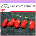 SAFLAX &ndash; t&scaron;illi &ndash; Peter Peppers Penis Chili &ndash; 10 seemet &ndash; Capsicum annuum