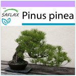 SAFLAX - Bonsai - Kivim&auml;nd - 6 seemet - Pinus pinea