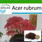 SAFLAX - Bonsai - Punane vaher - 20 seemet - Potisubstraadiga paremaks kasvatamiseks - Acer rubrum