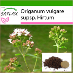 SAFLAX - Kreeka pune - 600 seemet - Potisubstraadiga paremaks kasvatamiseks - Origanum vulgare