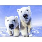 DIY j&auml;&auml;karu 5D teemantmaal t&auml;isring puur Loomade teemanttikandid ristpistes komplektid mosaiik seinakunst Kodukaunistuse kingitus Full Round 20x30CM