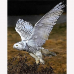 Teemantmaal v&auml;rviline &ouml;&ouml;kull 5d teemanttikandid loomad ristpistes n&auml;put&ouml;&ouml; kodukaunistus 20X30CM