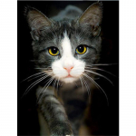 5D DIY Teemanttikandid Loomade Kassi Mosaiik Muster Teemant Pilt Ristpistes Kodukaunistus 20X30CM