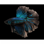 Teemantmaal Armastuskala 5D Teemantidega Tikand Multifilm Teemantmosaiikkaunistus 20X30CM