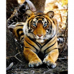 DIY 5D teemantmaal tiiger T&auml;is&uuml;mmargune mosaiik Teemanttikandid Rhinestone Pilt Dekoratsioon Avaleht 20X30CM punane