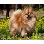 5D isetegemise teemantmaal Armas Hiromi ristpiste komplekt Mosaiik Teemanttikandid Roos T&auml;is&uuml;mmargune/ruudukujuline puur Kodukaunistus Round 20x30cm