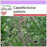 SAFLAX &ndash; lambakoera rahakott &ndash; 1000 seemet &ndash; Capsella bursa-pastoris