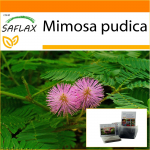 SAFLAX - Aed kotis - Tundlik taim - 70 seemet - Substraadiga sobivas p&uuml;stises kotis - Mimosa pudica