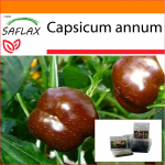 SAFLAX - Aed kotis - Pipar - Magus &scaron;okolaad x - 10 seemet - Substraadiga sobivas p&uuml;stises kotis - Capsicum annum