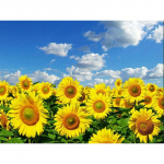 5D-v&auml;rviline teemantmaal, t&auml;ispuur-kristallkivist tikandid, k&auml;sit&ouml;&ouml;, vikerkaarekingitused, meisterdamine kasvata kannatlikkust 40x5 Full Round 20x30CM