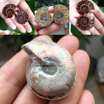1 Paar Half Cut Natural Conch Ammonite Shell fossiilsete n&auml;idiste Madagaskar