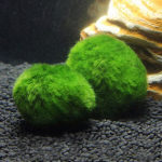 3&ndash;4 cm Marimo samblapallid Live Akvaariumi taim Vetikad Kala Krevetitaim Ornament Simulatsioon Rohevetikapallid Kunstlik taim