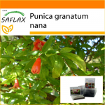 SAFLAX - Aed kotis - K&auml;&auml;bus granaat&otilde;un - 50 seemet - Substraadiga sobivas p&uuml;stijas kotis - Punica granatum nana