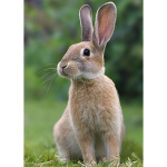 Rabbit DIY 5D Teemantmaal t&auml;isring puur Loom Scenic Teemanttikandid Ristpistes Kit Seinakunst Kodukaunistuse kingitus Full Round 60x90CM