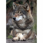 Isetegija Wolf 5D teemantmaal t&auml;isring puur Rhinestone loomade teemanttikandid ristpistes komplekt Kodukaunistus seinakunst kingitus Full Round 20x30CM