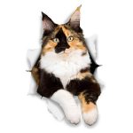 Tri Koshki KCS574 3D Calico Cat seinas Car Stcker PVC kleebis auto kaitseraua s&uuml;learvuti seinauks Vannituba magamistuba 13cm -S
