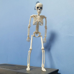 40 cm pikkune aktiivne inimskeleti mudel meditsiini&otilde;pe anatoomia skeleti moodul Halloweeni peokaunistus 40cm valge